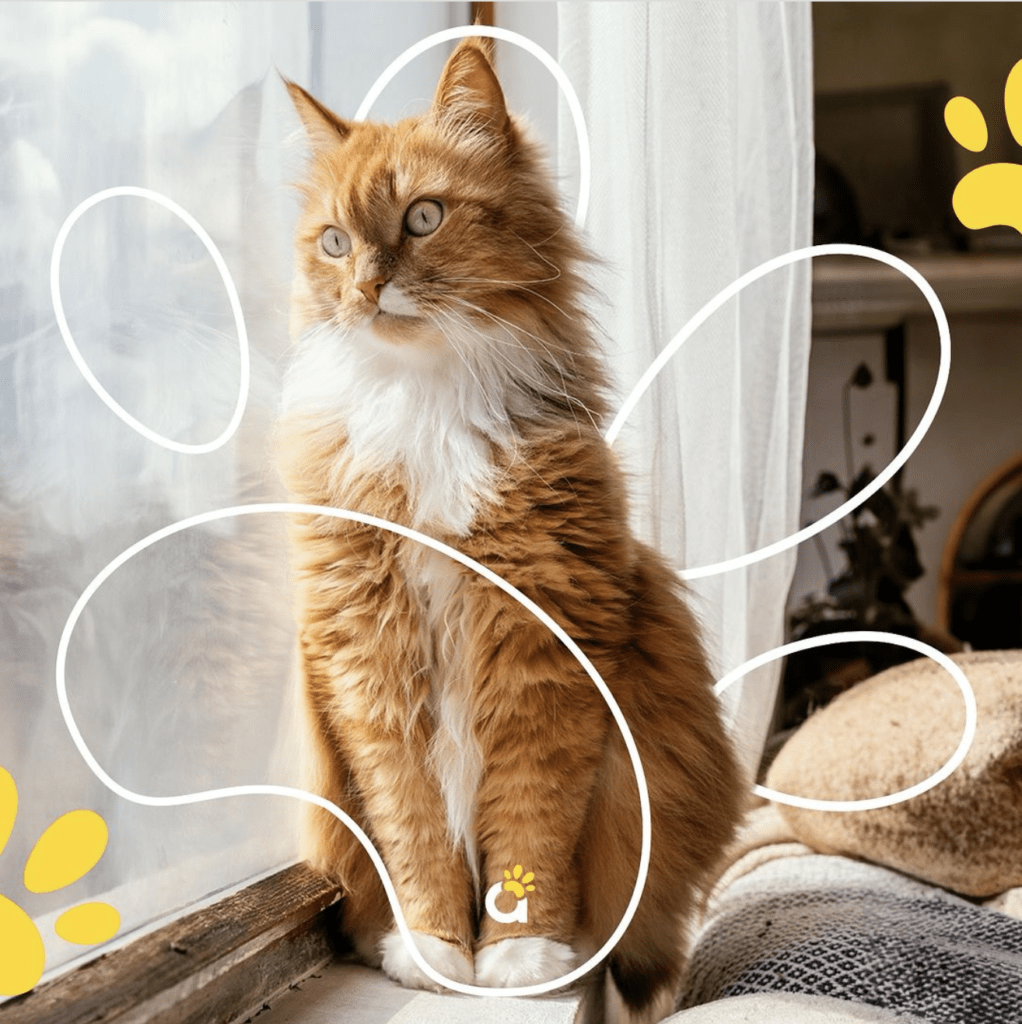 plano-de-saude-pet-hospital-animais